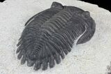Detailed, Hollardops Trilobite Fossil #76954-3